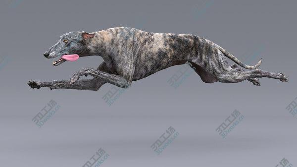 images/goods_img/20210312/Greyhound (2) (Fur) (Rigged) 3D model/1.jpg